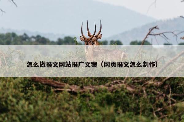 怎么做推文网站推广文案（网页推文怎么制作）